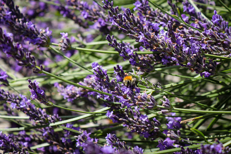 Close-up of insect on purple flowering plant with bumblebee 