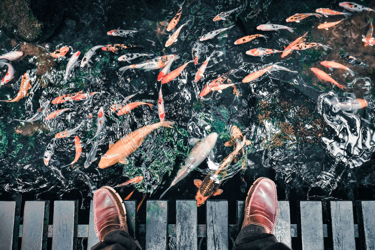 Low section of person against fishes in sea