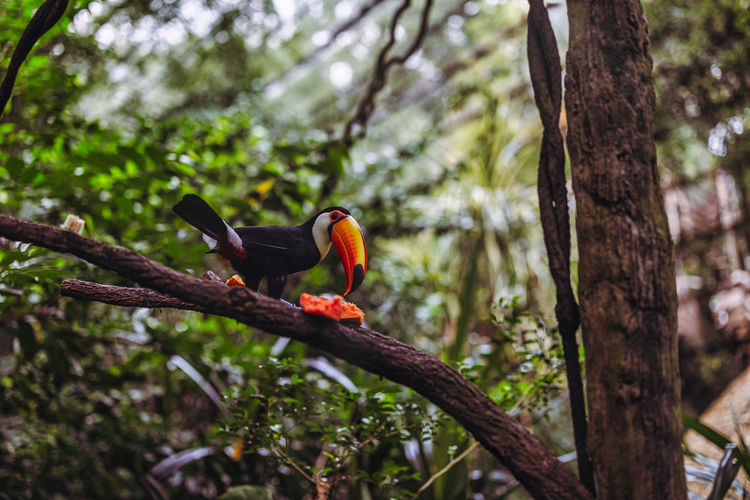 Bird perching on a tree