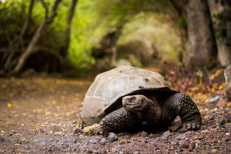 Close-up of tortoise on ground