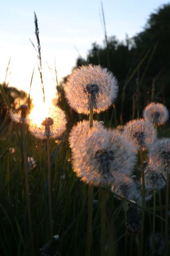 Close-up of flowers growing in field