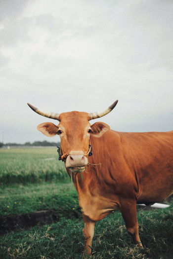 Portrait of a cow on field