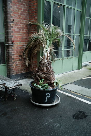 Potted plant on street against building
