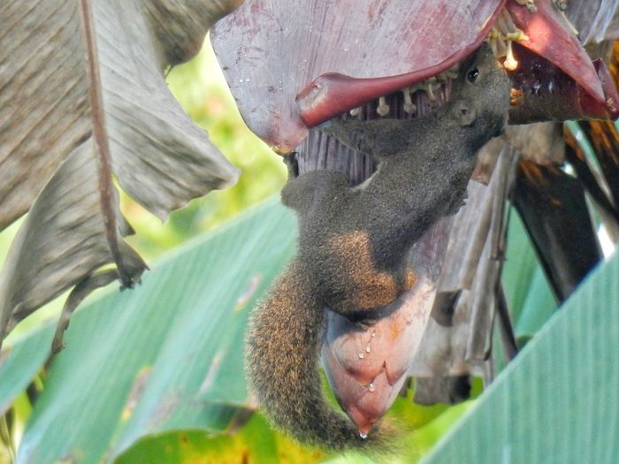 Squirrel eating banana flower
