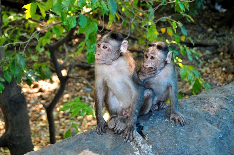 Monkeys sitting on rock