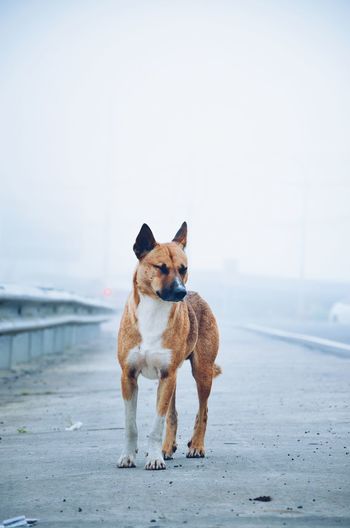 Stray dog against sky