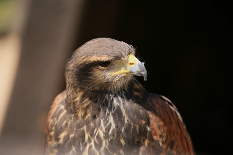 Close-up of falcon looking away