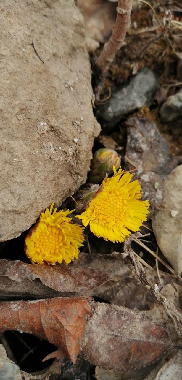 CLOSE-UP OF YELLOW FLOWER ON ROCK
