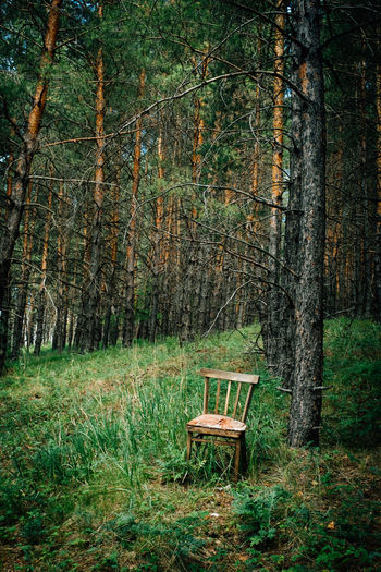 Empty chair in forest