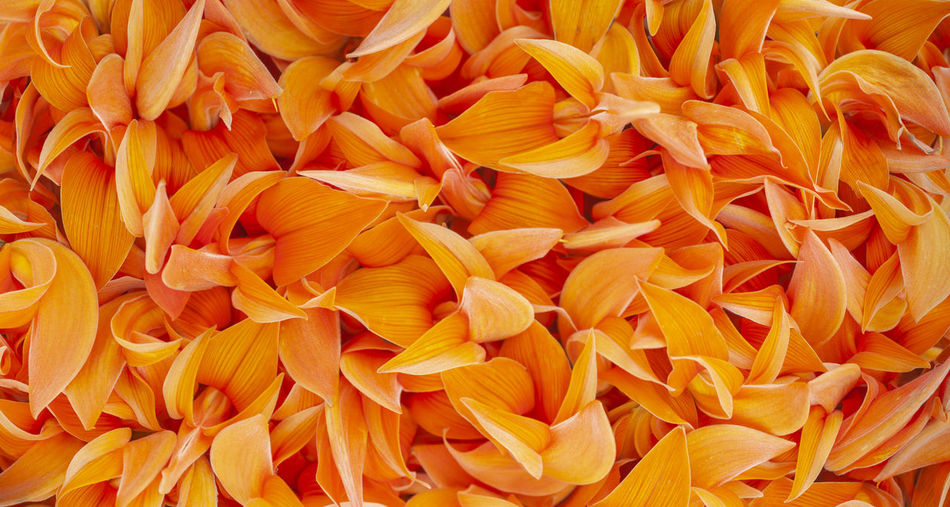 Full frame shot of orange roses