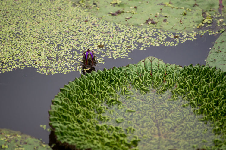 Plant leaves and flower in pond