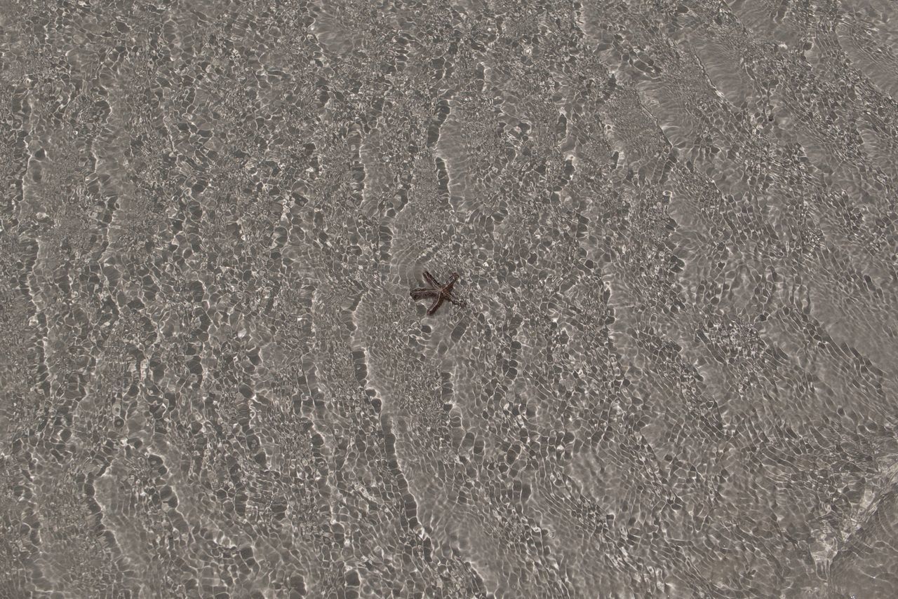 asphalt, full frame, road surface, backgrounds, no people, day, soil, high angle view, textured, sand, land, nature, floor, pattern, beach, animal, outdoors, close-up, animal themes, flooring, print, animal wildlife, wet, wildlife, water