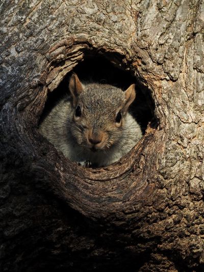 Portrait of squirrel on tree trunk
