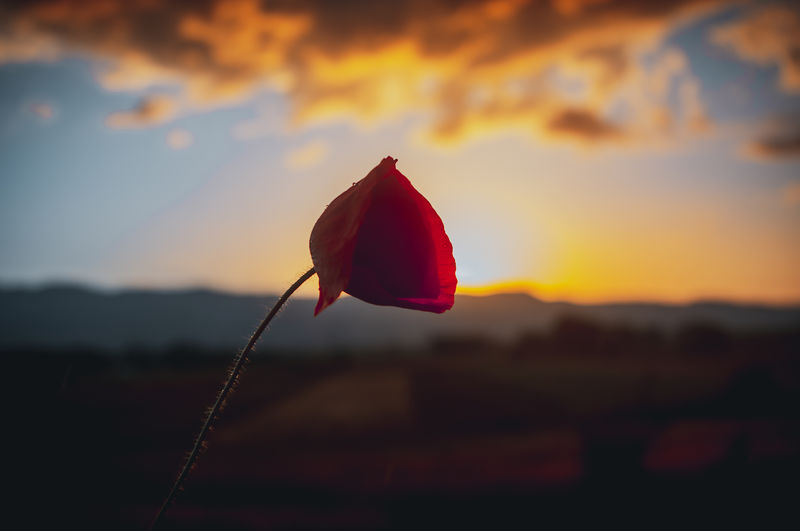 Close-up of red rose against sky at sunset