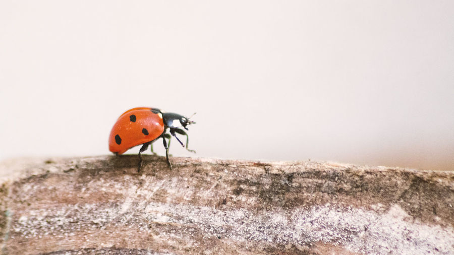 Close-up of ladybug on rock