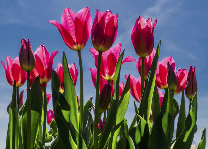Close-up of red tulips against sky