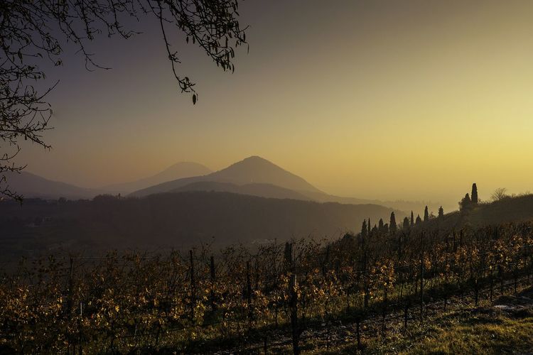 Scenic view of vineyard against clear sky during sunset