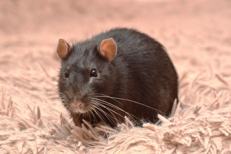 Close-up of mouse