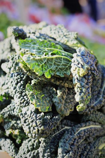 Close-up of organic black cabbage