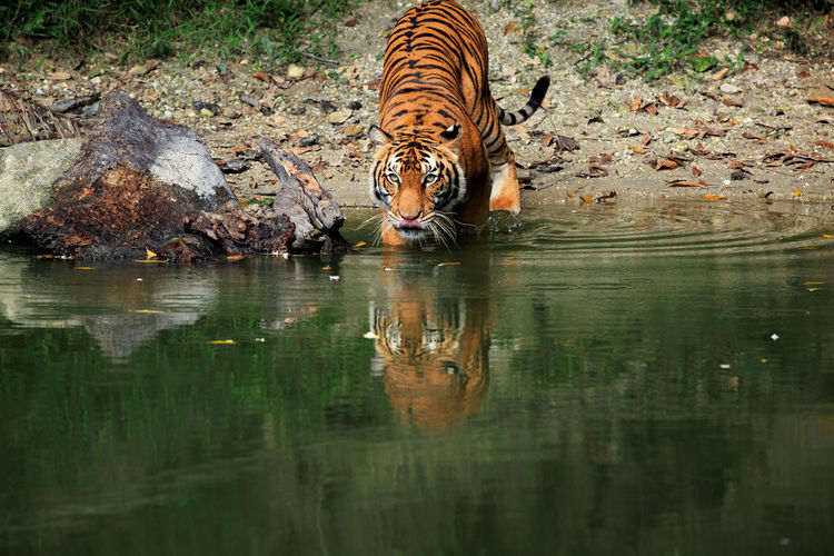 Tiger walking in lake