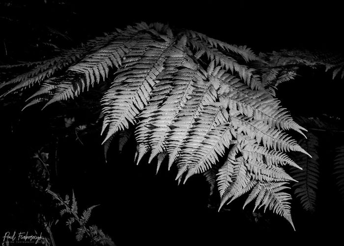 Low angle view of fern leaves against sky at night