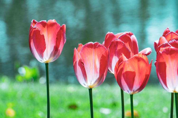 Close-up of red tulips