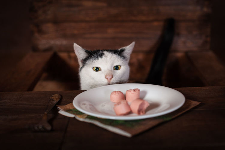 The cat eats sausage, sits on a wooden chair at the table. the cat is eating 