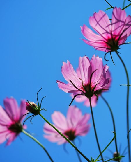 Low angle view of pink cosmos flowers against blue sky
