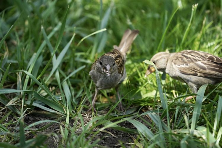 View of birds on grass
