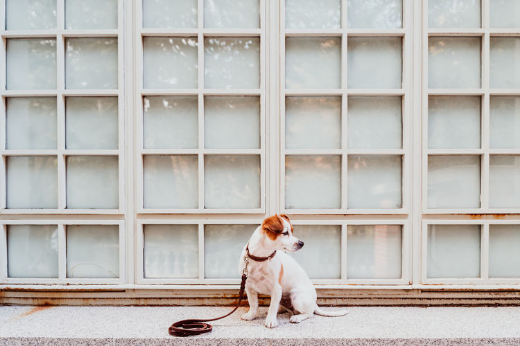 Dog looking away while sitting on wall