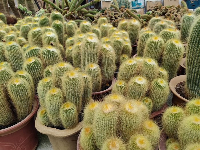 High angle view of succulent plant in market