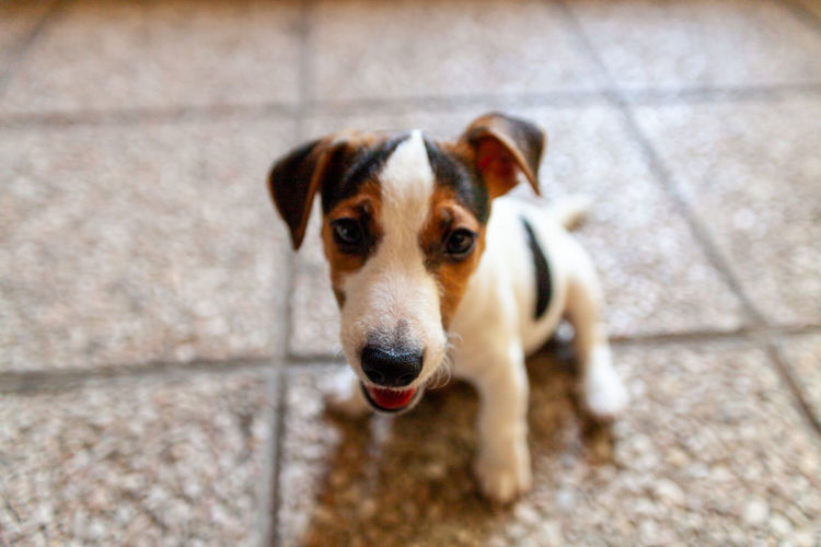 A little cute jack russell dog puppy