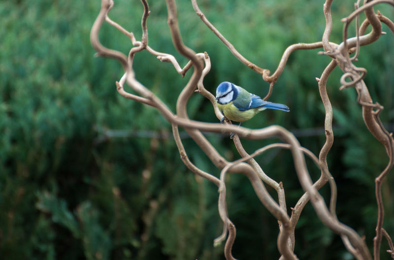 Bluetit perching on bare tree branch