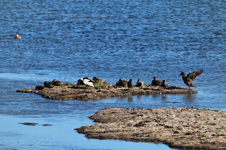 Sea birds resting on a seaweed island.
