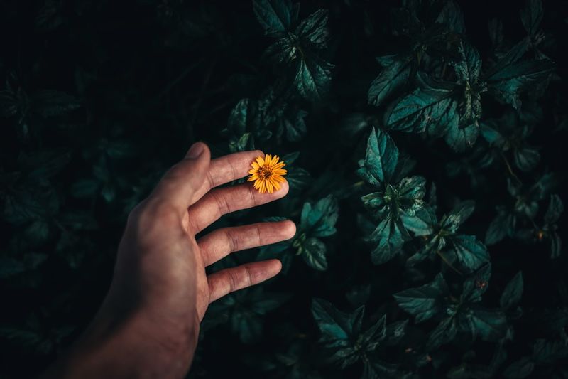 Close-up of hand holding flower at night
