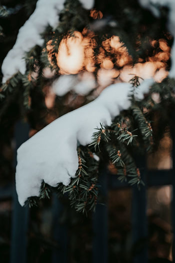 Close-up of pine tree on snow covered field