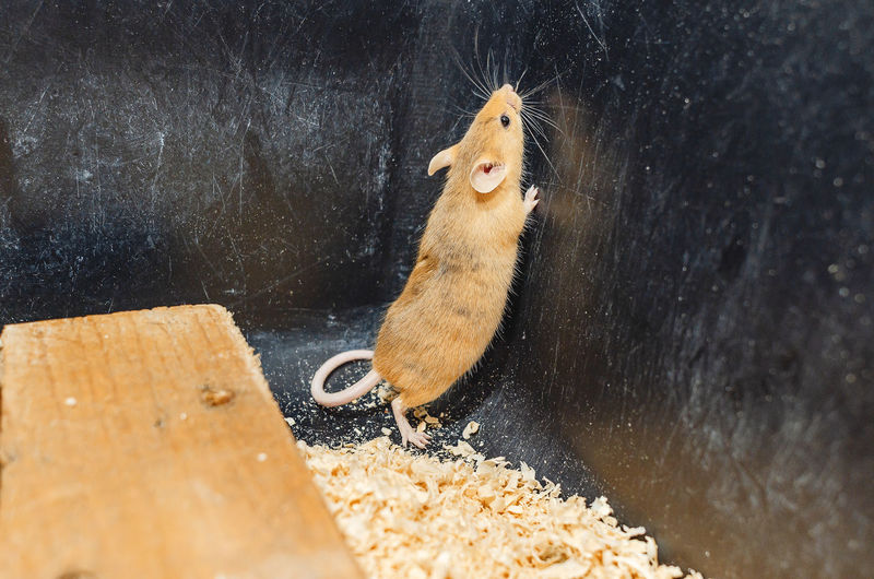 Lone red mouse stands on its hind legs in box of sawdust. mouse wants to get out of box.