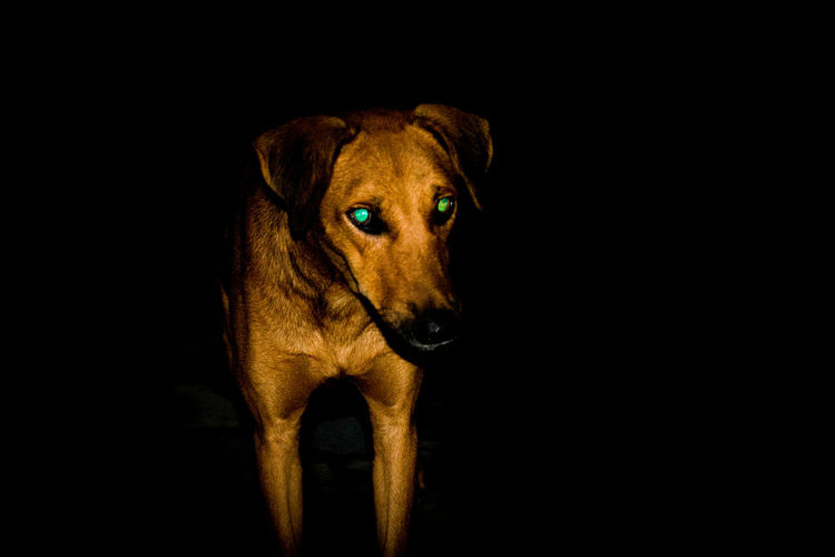 Portrait of a dog over black background