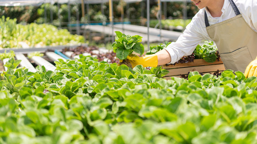 Midsection of woman gardening