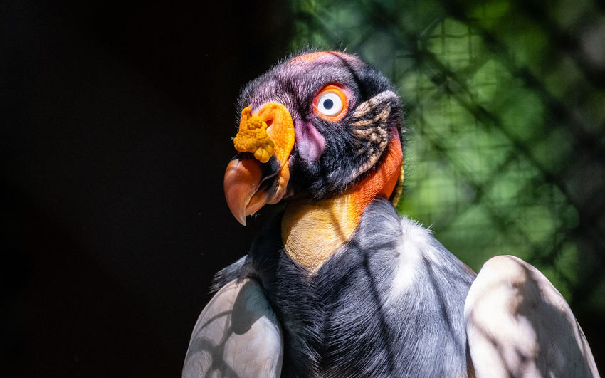 Close-up portrait of bird in zoo