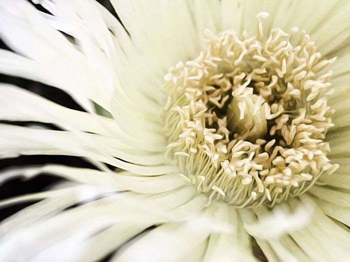 Macro shot of white flower