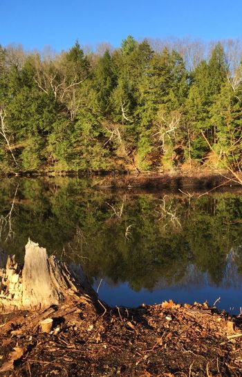 Reflection of trees in calm lake