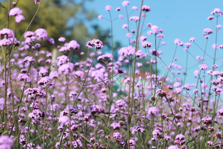 Close-up of verbena flower on field