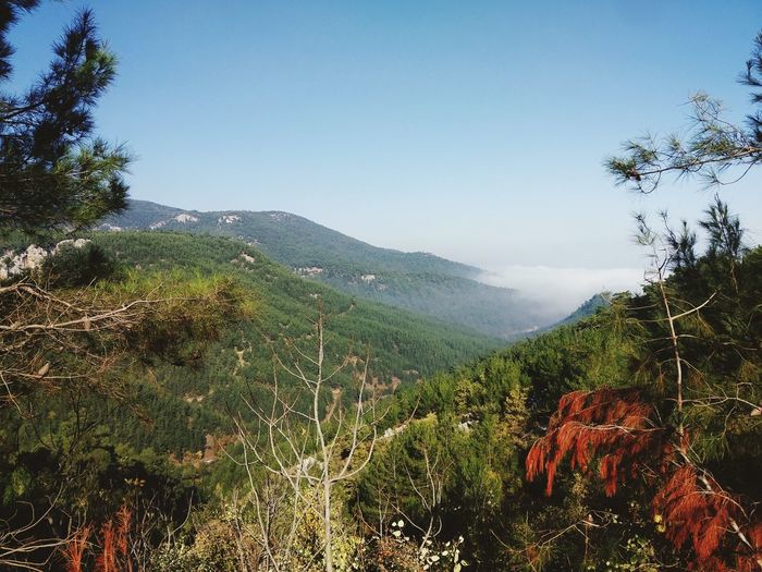 Scenic view of landscape against clear sky