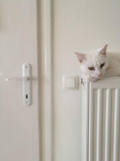 Portrait of white cat at home