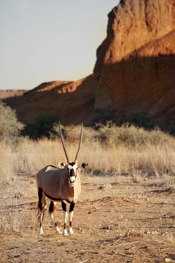 Portrait of oryx standing on field against clear sky