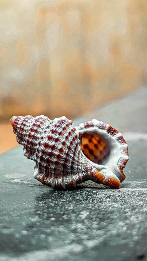 Close-up of seashell 