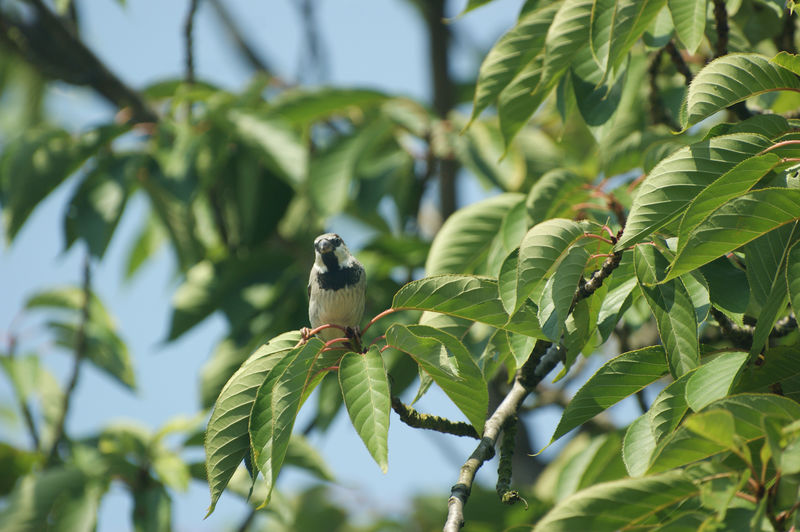 Male common sparrow passer domesticus close up in a tree sitting on branch in sunlight with blue sky 