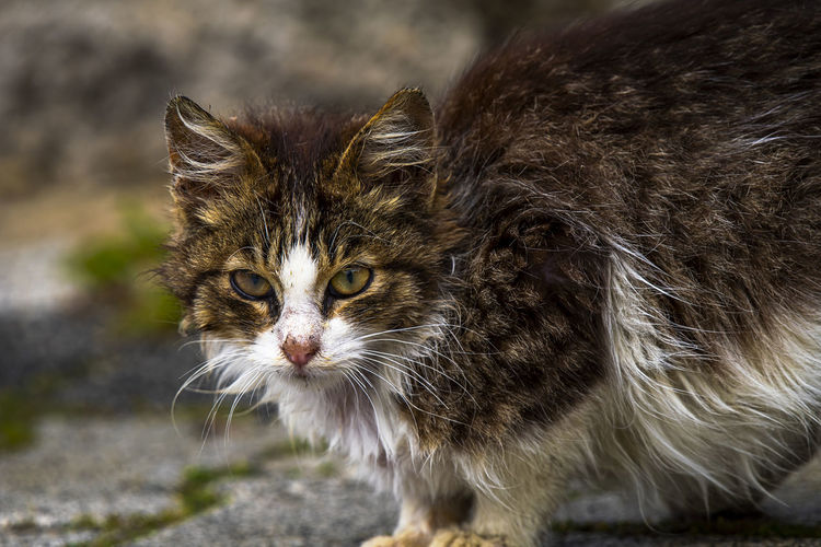 Close-up of cat
