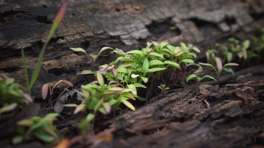 Close-up of plants growing outdoors